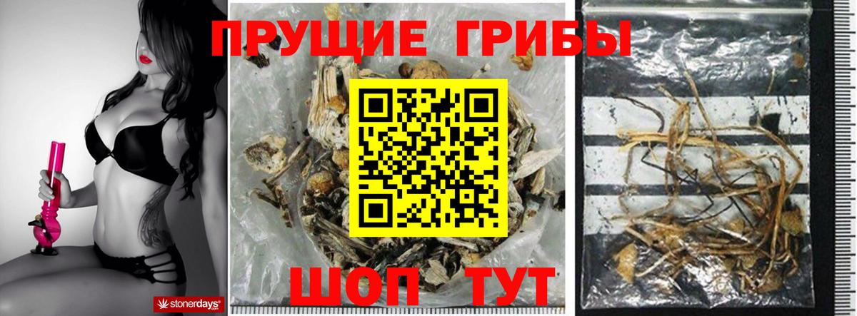 Галлюциногенные грибы Cubensis Сосновый Бор